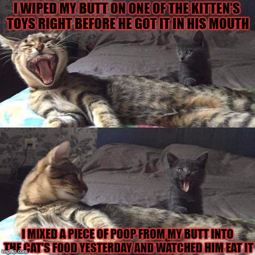 I WIPED MY BUTT ON ONE OF THE KITTEN'S TOYS RIGHT BEFORE HE GOT IT IN HIS MOUTH; I MIXED A PIECE OF POOP FROM MY BUTT INTO THE CAT'S FOOD YESTERDAY AND WATCHED HIM EAT IT | image tagged in cat vs kitten | made w/ Imgflip meme maker