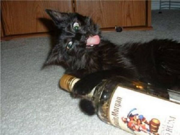 High Quality DRUNK KITTEN Blank Meme Template