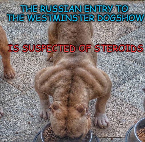 COME AT ME BOWL | THE RUSSIAN ENTRY TO THE WESTMINSTER DOGSHOW; IS SUSPECTED OF STEROIDS | image tagged in dogs,steroids | made w/ Imgflip meme maker