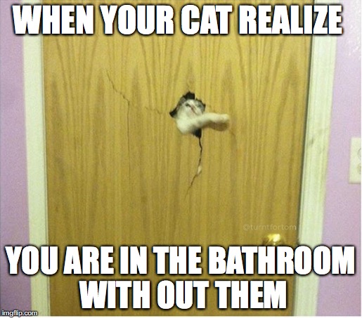 Angry Cat | WHEN YOUR CAT REALIZE; YOU ARE IN THE BATHROOM WITH OUT THEM | image tagged in memes,funny memes,funny,funny picture,cats | made w/ Imgflip meme maker