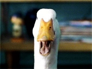 Aflac Duck Blank Meme Template