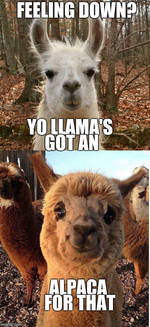 So many alpacas such little external storage | FEELING DOWN? YO LLAMA'S GOT AN; ALPACA FOR THAT | image tagged in llama,yo momma,sadness | made w/ Imgflip meme maker