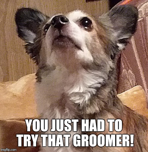 Bad grooming | YOU JUST HAD TO TRY THAT GROOMER! | image tagged in bad grooming | made w/ Imgflip meme maker