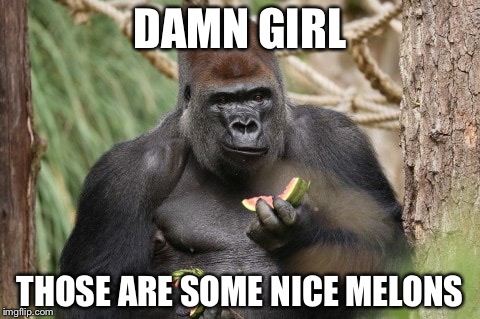 Pick-up Line Gorilla | DAMN GIRL; THOSE ARE SOME NICE MELONS | image tagged in gorilla,watermelon,pickup lines | made w/ Imgflip meme maker