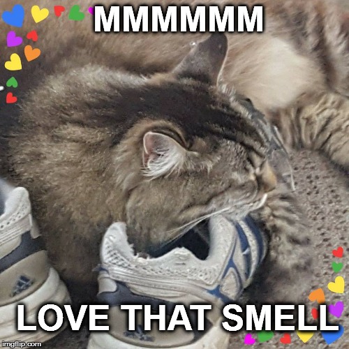 Happy Cat | MMMMMM; LOVE THAT SMELL | image tagged in happy cat | made w/ Imgflip meme maker