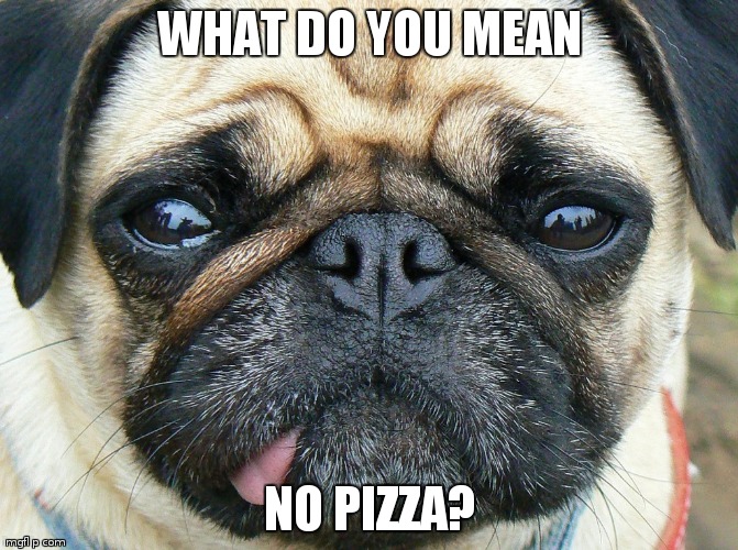 fustrated pug | WHAT DO YOU MEAN; NO PIZZA? | image tagged in pugs | made w/ Imgflip meme maker