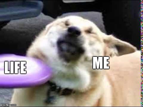 Frisbee doggo | LIFE; ME | image tagged in doggo,relatable,my life | made w/ Imgflip meme maker