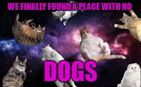 fat cats in space | WE FINALLY FOUND A PLACE WITH NO; DOGS | image tagged in cats | made w/ Imgflip meme maker