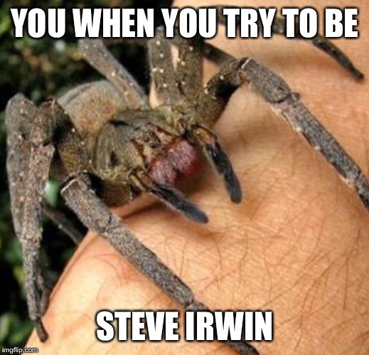 deadly spider | YOU WHEN YOU TRY TO BE; STEVE IRWIN | image tagged in memes | made w/ Imgflip meme maker