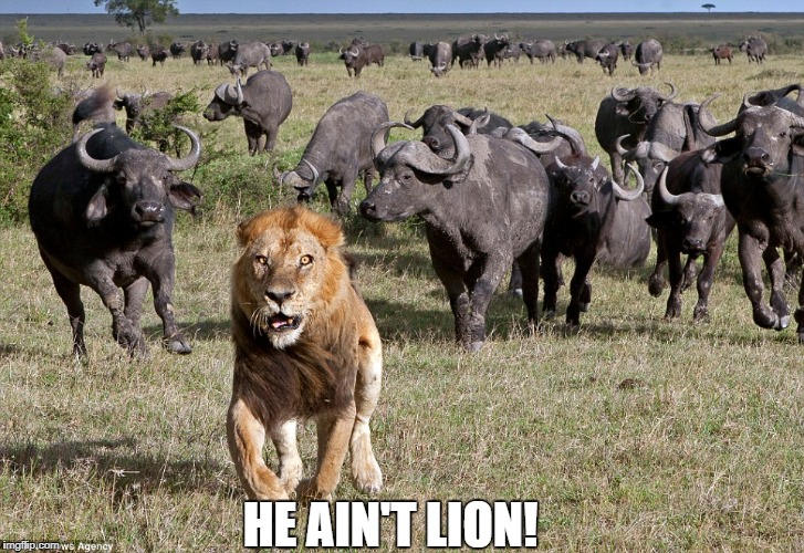 HE AIN'T LION! | made w/ Imgflip meme maker
