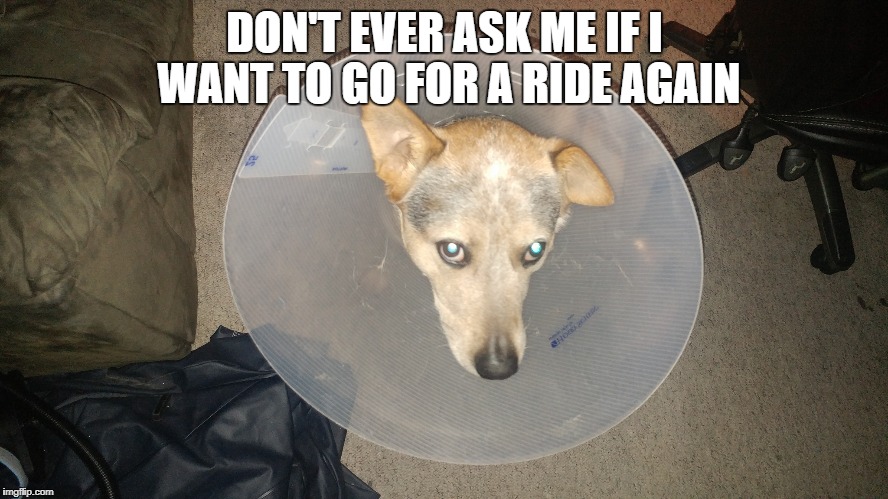 Fool me once shame on you. Fool me twice shame on me | DON'T EVER ASK ME IF I WANT TO GO FOR A RIDE AGAIN | image tagged in dogs,memes,angry dog | made w/ Imgflip meme maker