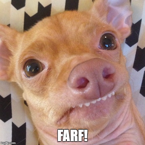 Farf! | FARF! | image tagged in tuna,chiweenie,overbite | made w/ Imgflip meme maker