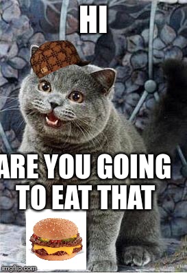 I can has cheezburger cat | HI; ARE YOU GOING TO EAT THAT | image tagged in i can has cheezburger cat,scumbag | made w/ Imgflip meme maker