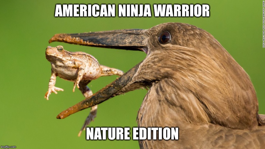 American ninja warrior  | AMERICAN NINJA WARRIOR; NATURE EDITION | image tagged in frog,american ninja warrior,nature | made w/ Imgflip meme maker