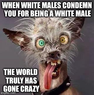 crazy chiwawa | WHEN WHITE MALES CONDEMN YOU FOR BEING A WHITE MALE; THE WORLD TRULY HAS GONE CRAZY | image tagged in crazy chiwawa | made w/ Imgflip meme maker