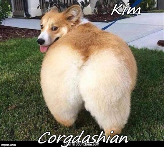 Post your best dog/people pics | Kim; Corgdashian | image tagged in kim,kim kardashian,pets | made w/ Imgflip meme maker