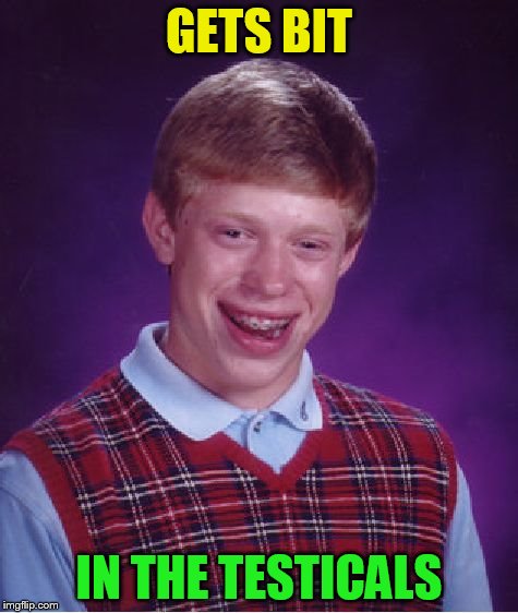 Bad Luck Brian Meme | GETS BIT IN THE TESTICALS | image tagged in memes,bad luck brian | made w/ Imgflip meme maker