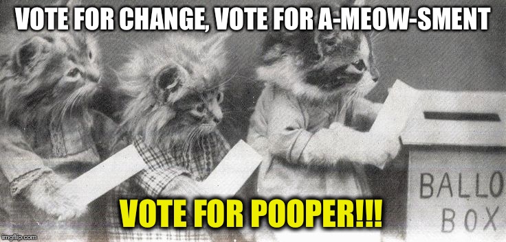 Voting Kittens | VOTE FOR CHANGE, VOTE FOR A-MEOW-SMENT; VOTE FOR POOPER!!! | image tagged in voting kittens | made w/ Imgflip meme maker