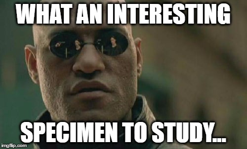 Matrix Morpheus Meme | WHAT AN INTERESTING SPECIMEN TO STUDY... | image tagged in memes,matrix morpheus | made w/ Imgflip meme maker