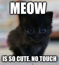 Cutest cat ever | MEOW; IS SO CUTE. NO TOUCH | image tagged in cutest cat omg ever | made w/ Imgflip meme maker