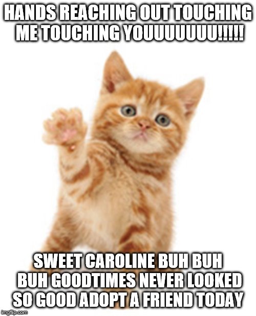 orange cat | HANDS REACHING OUT TOUCHING ME TOUCHING YOUUUUUUU!!!!! SWEET CAROLINE BUH BUH BUH GOODTIMES NEVER LOOKED SO GOOD ADOPT A FRIEND TODAY | image tagged in orange cat | made w/ Imgflip meme maker