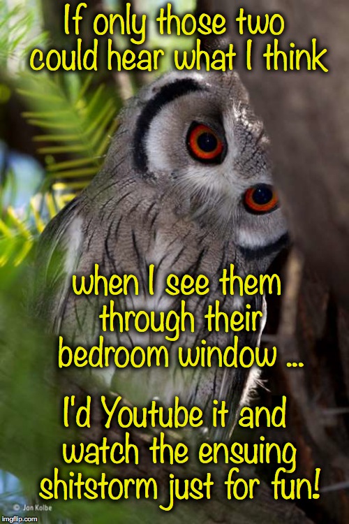 What Do Our Owl Friends Really Think .... ya gotta wonder! | If only those two could hear what I think; when I see them through their bedroom window ... I'd Youtube it and watch the ensuing shitstorm just for fun! | image tagged in western screech owl | made w/ Imgflip meme maker