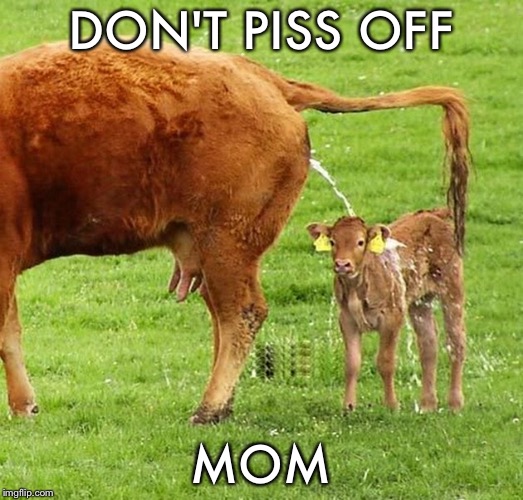 It wasn't supposed to rain today. | DON'T PISS OFF; MOM | image tagged in memes,funny,cows | made w/ Imgflip meme maker