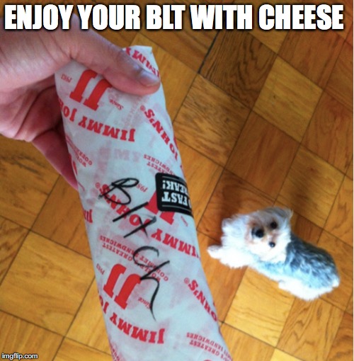 Is that a name or an order | ENJOY YOUR BLT WITH CHEESE | image tagged in memes,funny memes,funny,funny picture | made w/ Imgflip meme maker