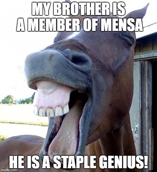 Funny Horse Face | MY BROTHER IS A MEMBER OF MENSA; HE IS A STAPLE GENIUS! | image tagged in funny horse face | made w/ Imgflip meme maker