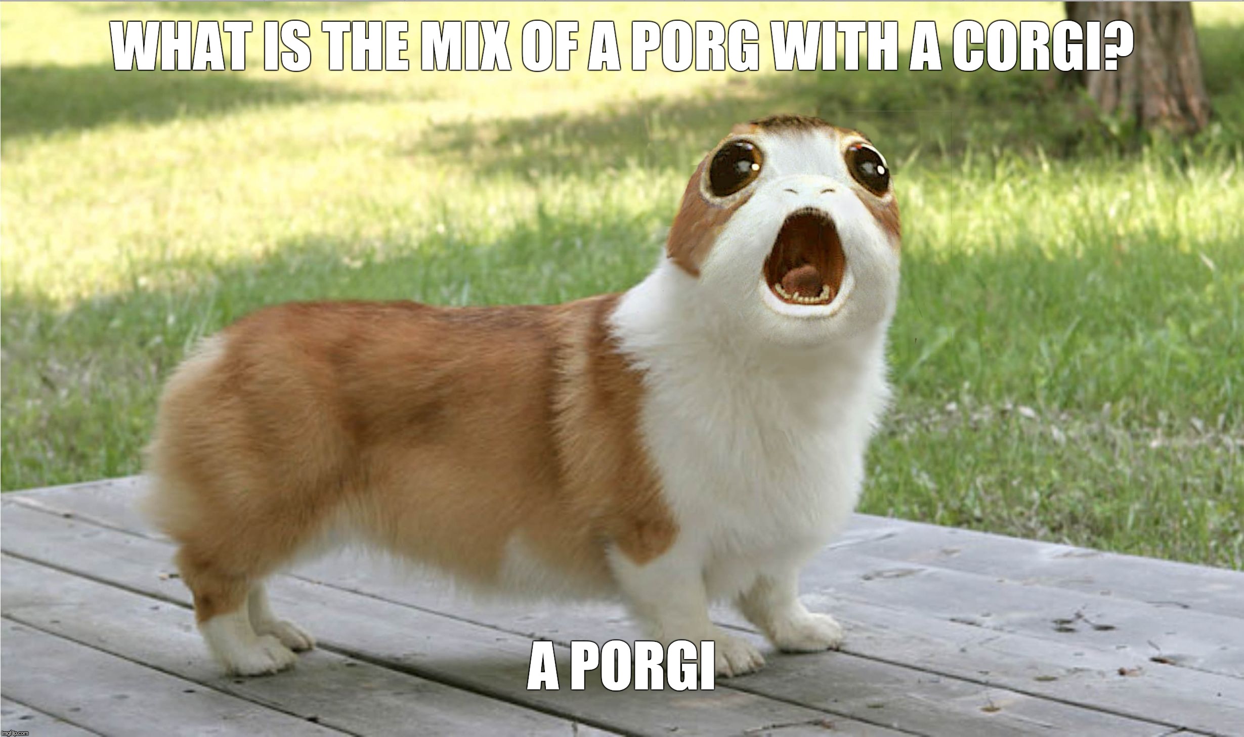 I made a Porgi! | WHAT IS THE MIX OF A PORG WITH A CORGI? A PORGI | image tagged in porg,corgi,star wars,the last jedi,dogs,hybrid | made w/ Imgflip meme maker