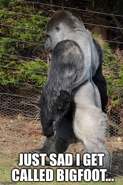 Ambam the Gorilla | JUST SAD I GET CALLED BIGFOOT... | image tagged in walking,sad,gorilla,bigfoot | made w/ Imgflip meme maker