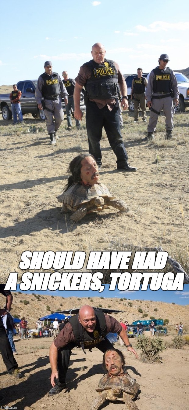 SHOULD HAVE HAD A SNICKERS, TORTUGA | made w/ Imgflip meme maker
