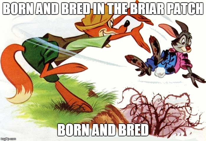brer rabbit born and bred in the briar patch | BORN AND BRED IN THE BRIAR PATCH; BORN AND BRED | image tagged in brer rabbit,song of the south,reverse psychology,southern memes,dixie,uncle remus | made w/ Imgflip meme maker