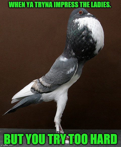 When ya tryna jump onto the band wagon of Pigeon memes, but ya try too hard |  WHEN YA TRYNA IMPRESS THE LADIES. BUT YOU TRY TOO HARD | image tagged in memes,pigeon,animals,ladies | made w/ Imgflip meme maker