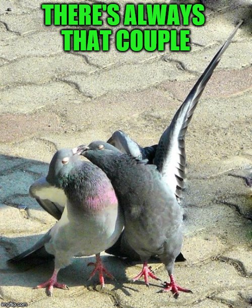 Imgflip is now becoming Pigeonflip | THERE'S ALWAYS THAT COUPLE | image tagged in memes,pigeon,animals | made w/ Imgflip meme maker