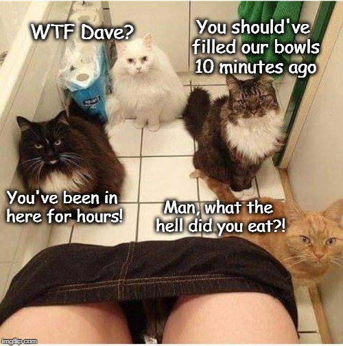 You should've filled our bowls 10 minutes ago; WTF Dave? You've been in here for hours! Man, what the hell did you eat?! | image tagged in cats | made w/ Imgflip meme maker