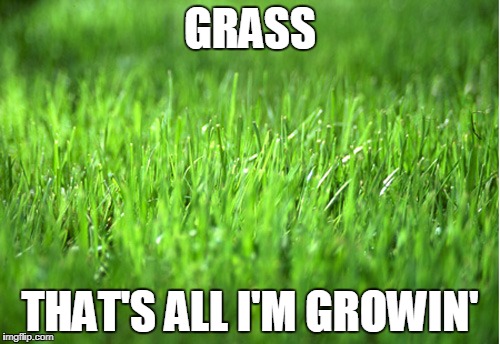 grass  | GRASS; THAT'S ALL I'M GROWIN' | image tagged in grass is greener | made w/ Imgflip meme maker
