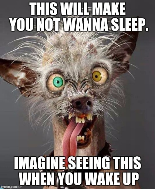 Crazy Dog | THIS WILL MAKE YOU NOT WANNA SLEEP. IMAGINE SEEING THIS WHEN YOU WAKE UP | image tagged in crazy dog | made w/ Imgflip meme maker