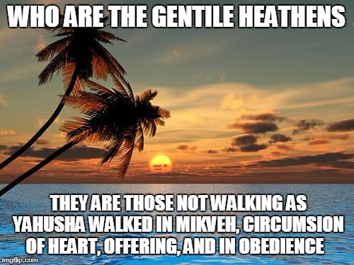 Palm trees, sunset | WHO ARE THE GENTILE HEATHENS; THEY ARE THOSE NOT WALKING AS YAHUSHA WALKED IN MIKVEH, CIRCUMSION OF HEART, OFFERING, AND IN OBEDIENCE | image tagged in palm trees sunset | made w/ Imgflip meme maker