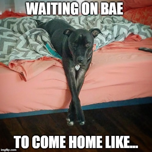 Dapper Dog | WAITING ON BAE; TO COME HOME LIKE... | image tagged in bae,dapper | made w/ Imgflip meme maker