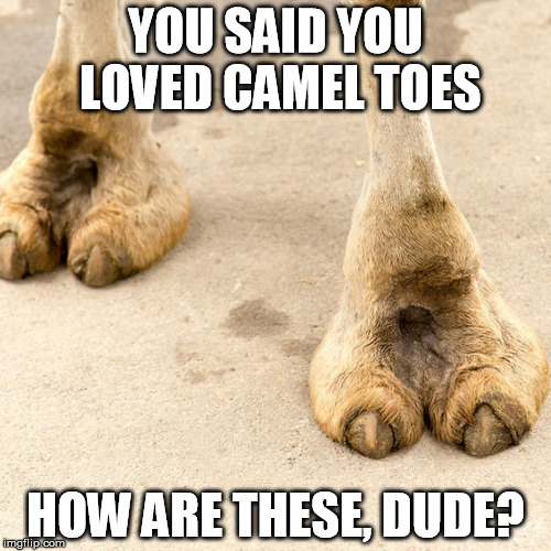 Camel toes | YOU SAID YOU LOVED
CAMEL TOES; HOW ARE THESE, DUDE? | image tagged in animals | made w/ Imgflip meme maker