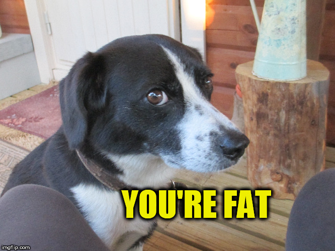 Judgemental dog | YOU'RE FAT | image tagged in judgemental dog,you're fat | made w/ Imgflip meme maker