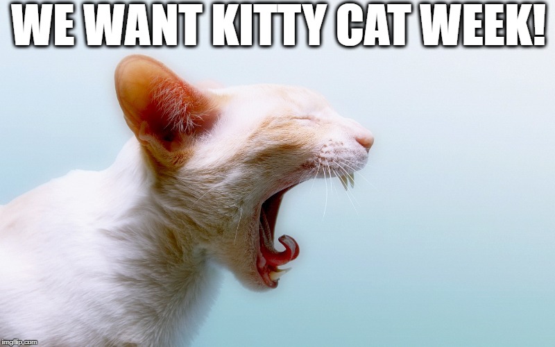 WE WANT KITTY CAT WEEK! | made w/ Imgflip meme maker