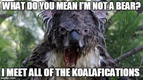 The Koalafications Are Outstanding | WHAT DO YOU MEAN I'M NOT A BEAR? I MEET ALL OF THE KOALAFICATIONS | image tagged in memes,angry koala | made w/ Imgflip meme maker
