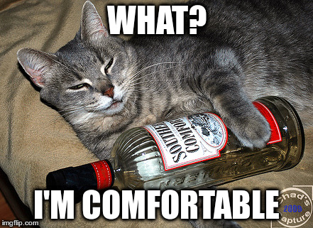 cat and liquor | WHAT? I'M COMFORTABLE | image tagged in cat and liquor | made w/ Imgflip meme maker