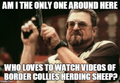 BAAAAAAAAAAA!!!!!!!!!!!!!!!!!!!!!!!!! | AM I THE ONLY ONE AROUND HERE; WHO LOVES TO WATCH VIDEOS OF BORDER COLLIES HERDING SHEEP? | image tagged in memes,am i the only one around here | made w/ Imgflip meme maker