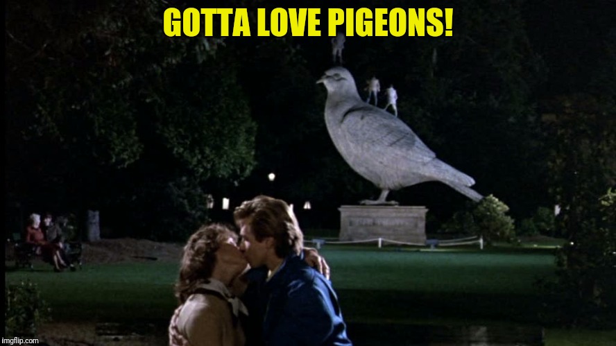 GOTTA LOVE PIGEONS! | made w/ Imgflip meme maker