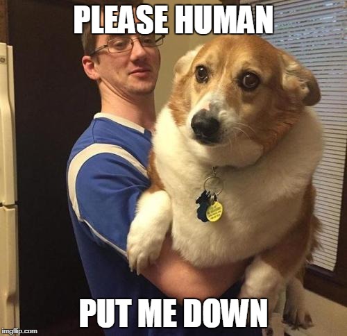 PLEASE HUMAN; PUT ME DOWN | made w/ Imgflip meme maker