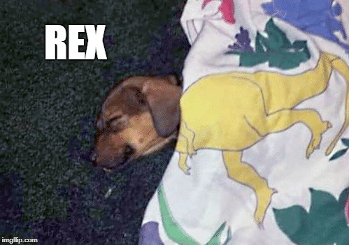 my dog rex | REX | image tagged in puppy | made w/ Imgflip meme maker