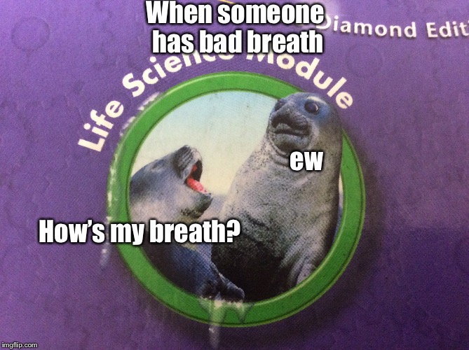 Bad Breath Seal | When someone has bad breath; ew; How’s my breath? | image tagged in seals,ew,why am i using tags,help,please,no | made w/ Imgflip meme maker